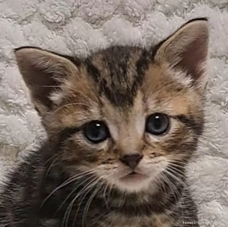 ID：2503-01378の子猫