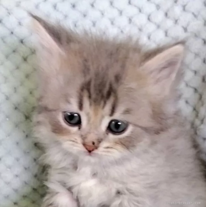 Ci 様のお迎えした子猫