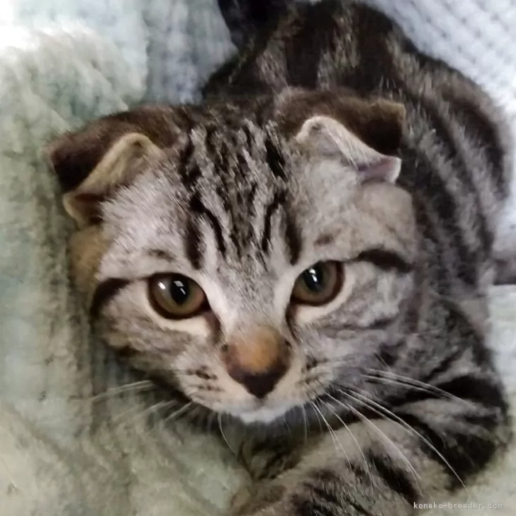 スコティッシュフォールド(折れ耳)【山形県・男の子・2025年7月15日・シルバータビー】の写真1