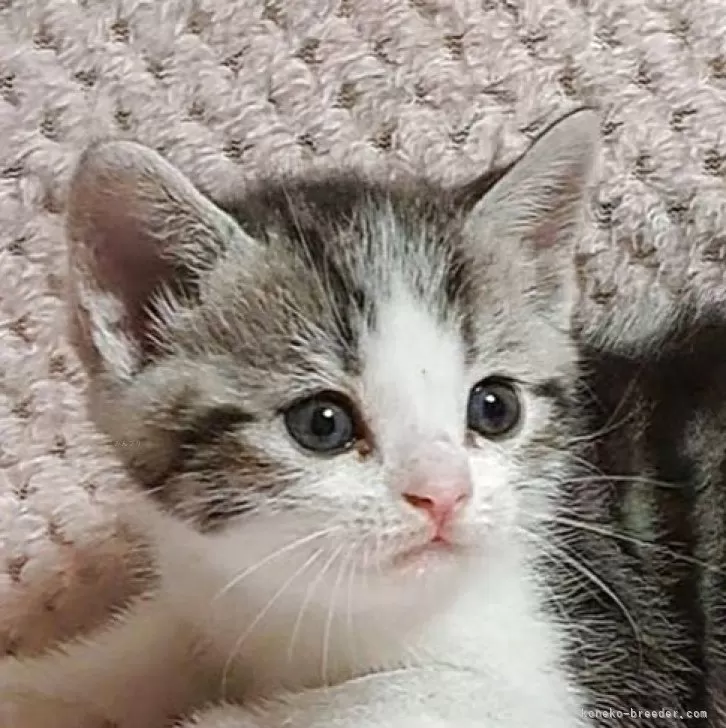 ID：2508-01939の子猫