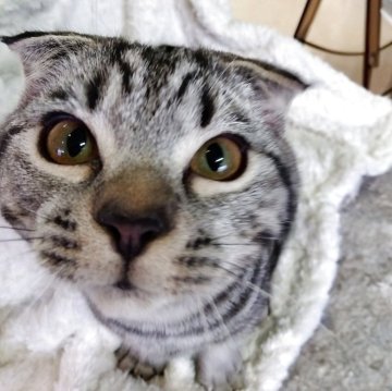 スコティッシュフォールド(折れ耳)【山形県・男の子・2025年7月15日・シルバータビー】の写真「おっとり系の男の子です」