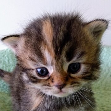 サイベリアン【山形県・女の子・2025年1月17日・ブラウンパッチドマッカレルタビー】の写真「可愛らしい顔立ちの女の子です」