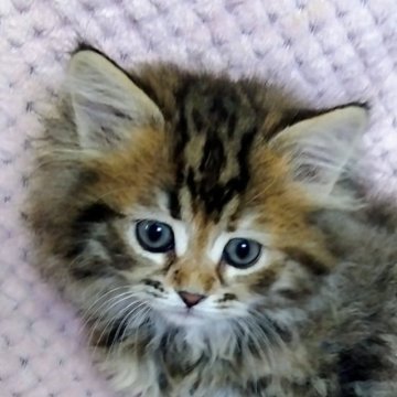 サイベリアン【山形県・女の子・2025年2月8日・ブラウンパッチドマッカレルタビー】の写真「クリクリお目目の可愛い女の子です」