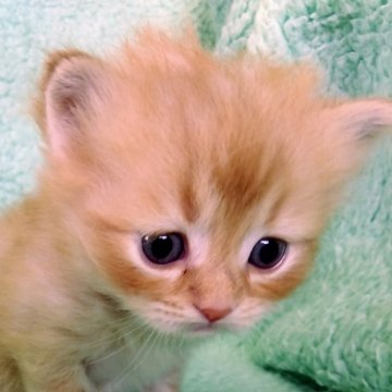 サイベリアン【山形県・男の子・2025年2月8日・クリームマッカレルタビー】の写真「元気いっぱいな男の子です」