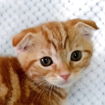 スコティッシュフォールド【山形県・男の子・2025年7月15日・レッドタビー】の写真「活発で食いしん坊な男の子です」