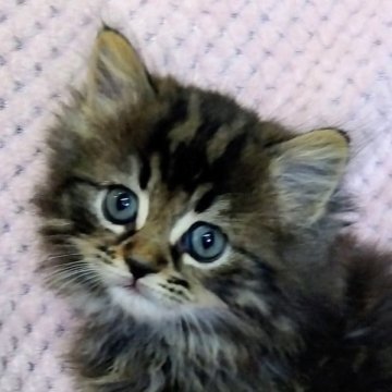 サイベリアン【山形県・男の子・2025年2月8日・ブラウンマッカレルタビー】の写真「毛色のキレイな男の子です」