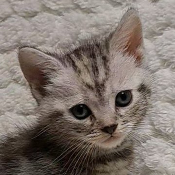 アメリカンショートヘア【山形県・女の子・2025年2月19日・シルバーパッチドタビー】の写真「のんびり屋サンです」