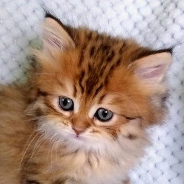 サイベリアン【山形県・男の子・2025年2月23日・ブラウンマッカレルタビー】の写真「一番大きい健康優良児」