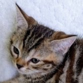 アメリカンショートヘア
