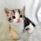 スコティッシュフォールド(立ち耳)【山形県・男の子・2025年7月15日・シルバータビー&ホワイト】の写真2