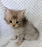 サイベリアン【山形県・男の子・2025年2月23日・ブルーマッカレルタビー】の写真2