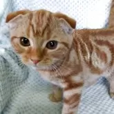 スコティッシュフォールド(折れ耳)【山形県・男の子・2025年7月15日・レッドタビー】の写真3