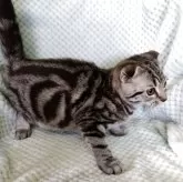 スコティッシュフォールド(折れ耳)【山形県・男の子・2025年7月15日・シルバータビー】の写真5