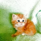 サイベリアン【山形県・女の子・2026年2月8日・レッドマッカレルタビー】の写真6