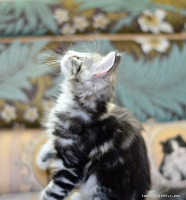 佐藤裕美子ブリーダー