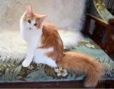 ノルウェージャンフォレストキャット【千葉県・女の子・2025年4月18日・レッドマッカレルタビー&ホワイト】の写真5