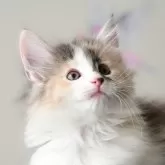 ノルウェージャンフォレストキャット