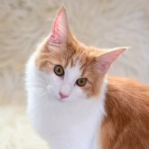 ノルウェージャンフォレストキャット