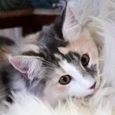 ノルウェージャンフォレストキャット