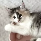 ノルウェージャンフォレストキャット