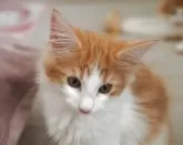 ノルウェージャンフォレストキャット【千葉県・女の子・2025年4月18日・レッドマッカレルタビー&ホワイト】の写真9