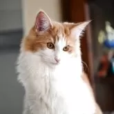 ノルウェージャンフォレストキャット【千葉県・女の子・2025年4月18日・レッドマッカレルタビー&ホワイト】の写真3