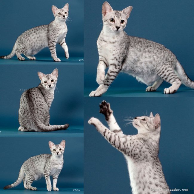kitten｜和田　一孝(わだ　かずたか)ブリーダー(千葉県・エジプシャンマウ・CFA/TICA登録)の紹介写真2