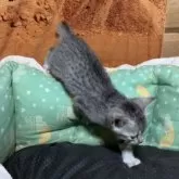 エジプシャンマウ【千葉県・男の子・2025年9月25日・シルバー】の写真10