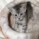 エジプシャンマウ【千葉県・男の子・2026年2月22日・シルバー】の写真10