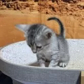 エジプシャンマウ【千葉県・男の子・2025年9月25日・シルバー】の写真11