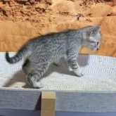 エジプシャンマウ【千葉県・男の子・2025年9月25日・シルバー】の写真12