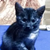 エジプシャンマウ【千葉県・女の子・2025年10月25日・スモーク】の写真13