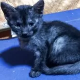 エジプシャンマウ【千葉県・女の子・2025年10月25日・スモーク】の写真14