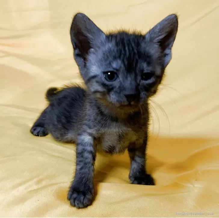 ID:2504-03525の子猫