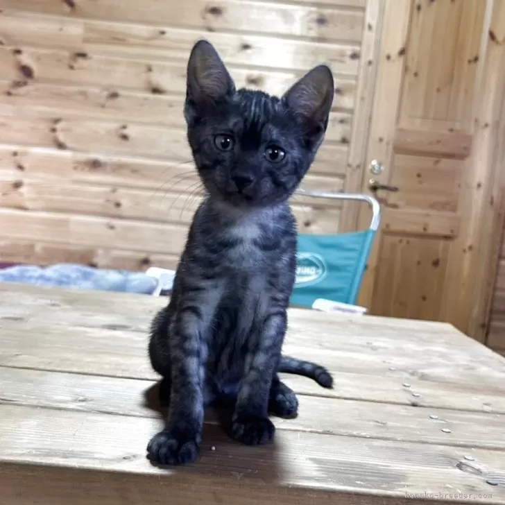 ID：2507-02774の子猫