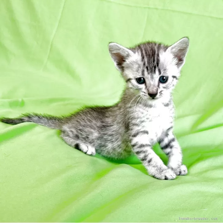 ID:2504-03521の子猫