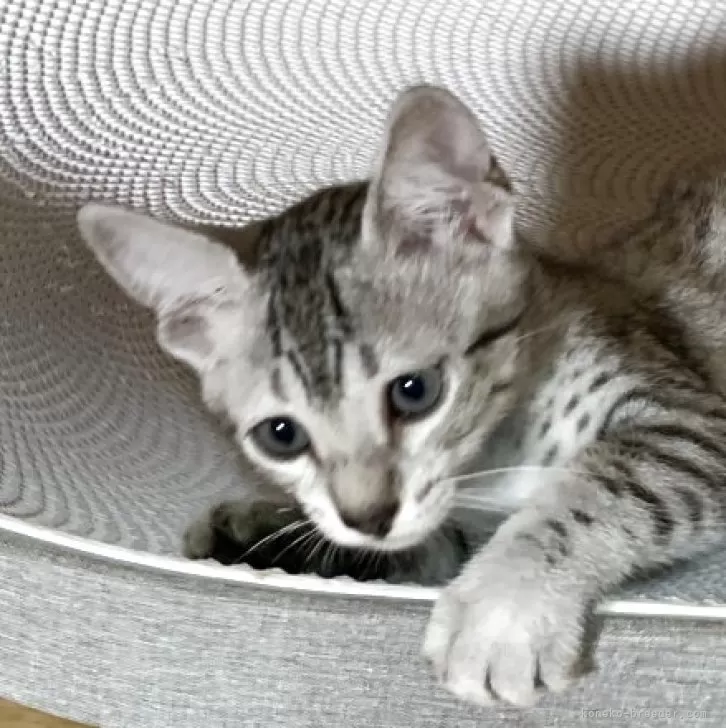 ID:2507-00781の子猫
