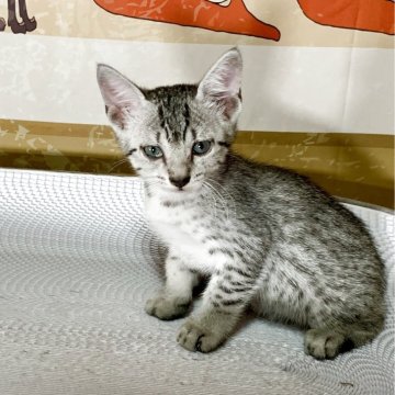 エジプシャンマウ【千葉県・男の子・2025年4月20日・シルバー（ダブルコート）】の写真「とっても賢い、スタイル抜群な男の子！」