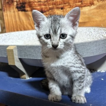 エジプシャンマウ【千葉県・女の子・2025年10月25日・シルバー（ダブルコート）】の写真「G C Hの血を引バランスの取れた素晴らしい女の子」