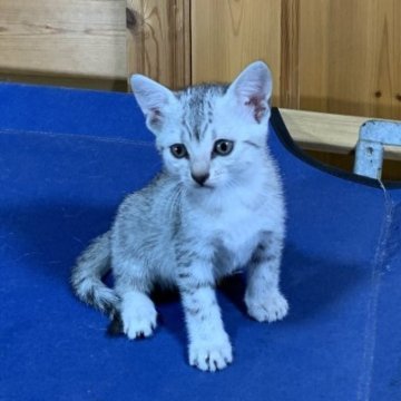 エジプシャンマウ【千葉県・女の子・2025年9月25日・シルバー（ダブルコート）】の写真「ハイクオリティな綺麗で可愛い女の子❣️」