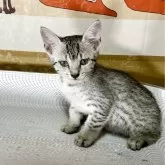 エジプシャンマウ