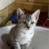 エジプシャンマウ