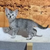 エジプシャンマウ【千葉県・男の子・2025年9月25日・シルバー】の写真4