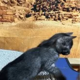 エジプシャンマウ【千葉県・女の子・2025年10月25日・スモーク】の写真5