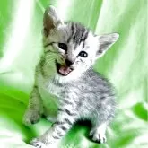 エジプシャンマウ【千葉県・男の子・2025年3月10日・シルバー】の写真6「イタズラ子猫🐱」