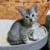 エジプシャンマウ【千葉県・男の子・2025年9月25日・シルバー】の写真6