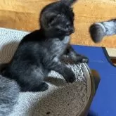 エジプシャンマウ【千葉県・女の子・2025年10月25日・スモーク】の写真7