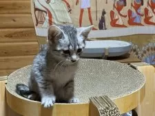 エジプシャンマウ【千葉県・男の子・2025年11月22日・シルバー】の写真8