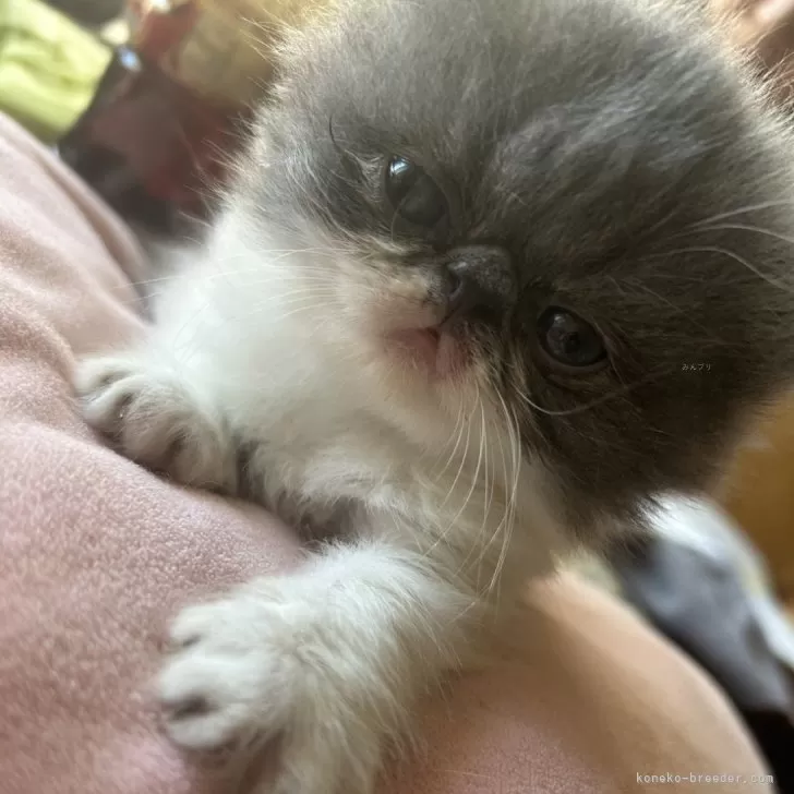 ID：2409-01191の子猫