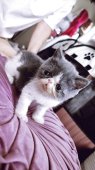 エキゾチックショートヘア